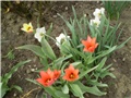 tulipan